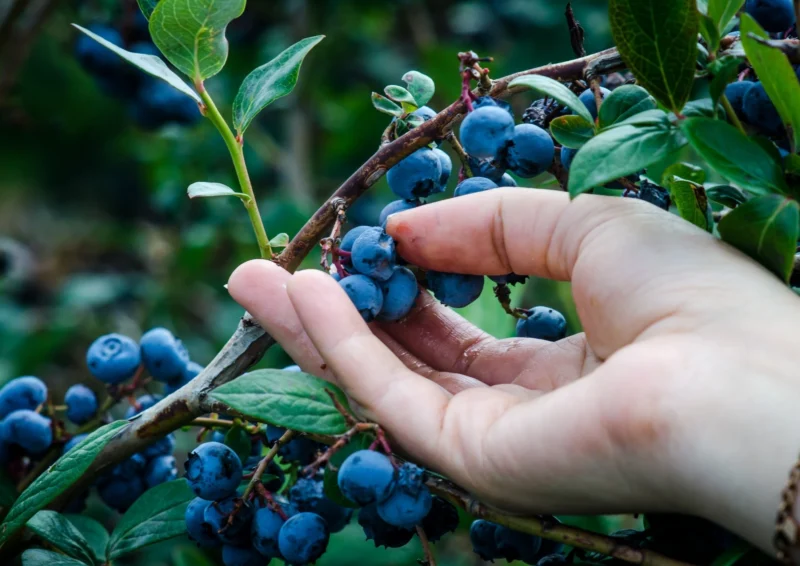 Lijnoperator Blauwe Bessen