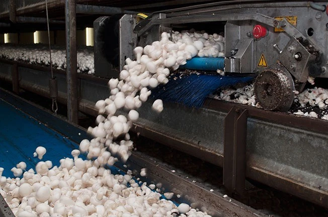 Procesoperator Champignons