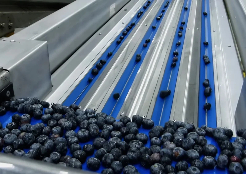 Line Operator Blueberries