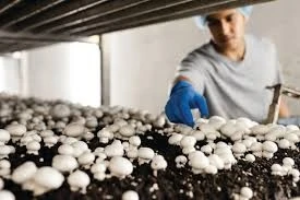 Processoperator Mushrooms 3-Shifts