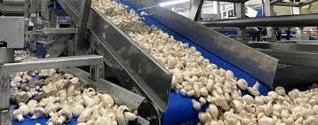 Procesoperator Champignons 3-Ploegen