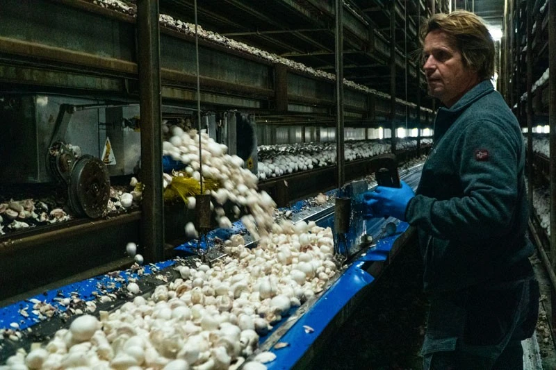 Teeltmedewerker Champignons