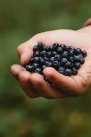 Keurmeester Blauwe Bessen