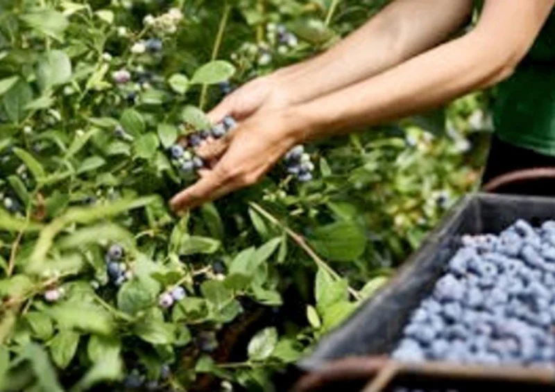 Teamleader Production Blue Berries