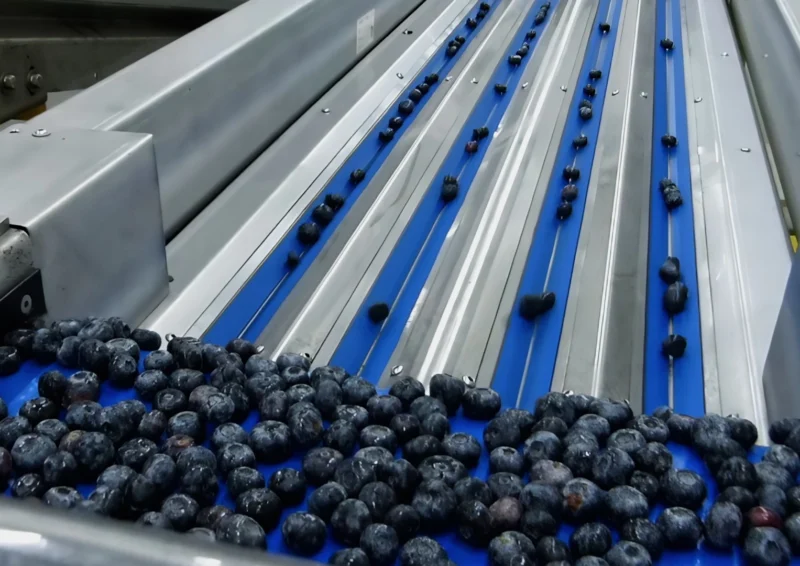 Line Operator Blueberries