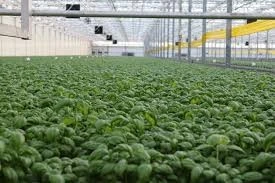 Productie Teamleider Voeding 2-Ploegen