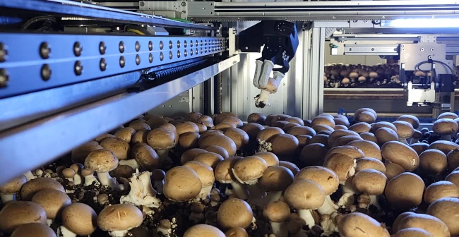 Processoperator Mushrooms 3-Shifts
